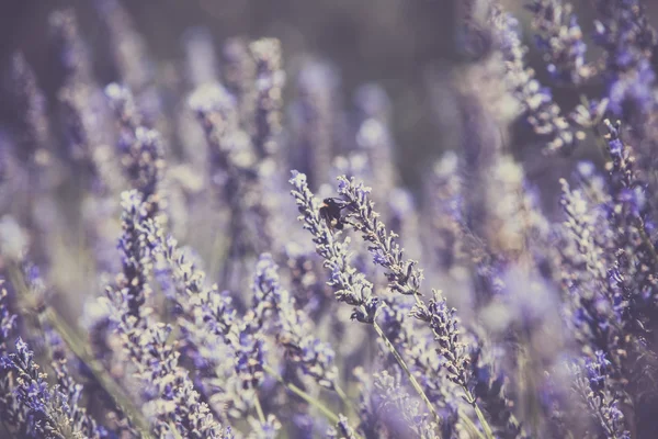 Cespuglio di lavanda — Foto Stock