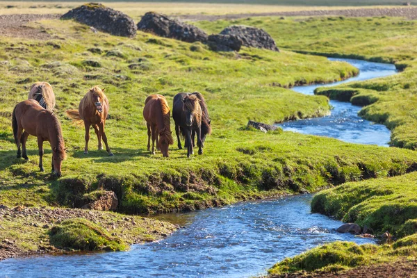 Chevaux dans un champ vert d'Islande — Photo