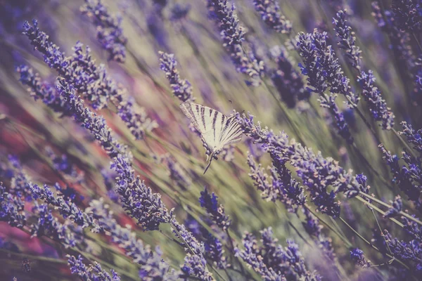 Butterfly at Lavender Bush — Stock Photo, Image