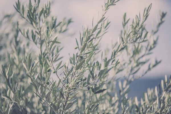 橄榄树分支 — 图库照片