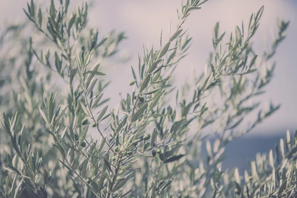 Olive tree branch — Stock Photo, Image