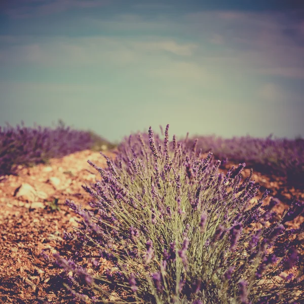 Summer lavender field in Provence, France — Stock Photo, Image