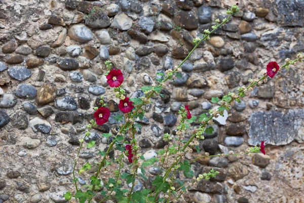 Cebula kwiaty na kamieniu — Zdjęcie stockowe