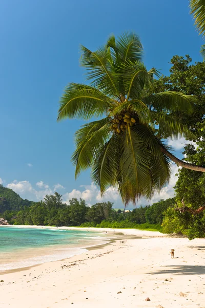 Playa tropical en la isla — Foto de Stock