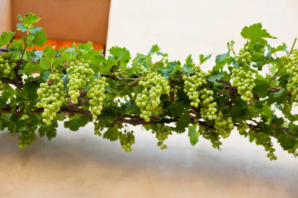 Bunches of ripe grapes — Stock Photo, Image