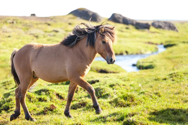 Cheval dans un champ vert — Photo