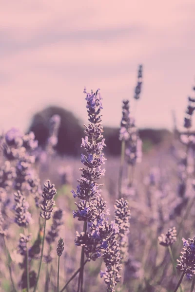 Lavender field — Stock Photo, Image