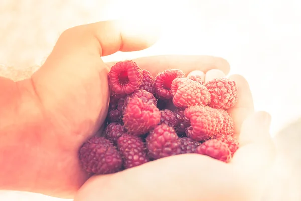 Hands holding raspberries — Stock Photo, Image