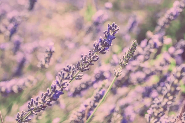 Close Up of Lavender field — Stock Photo, Image