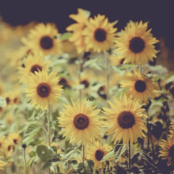 Campo de girasoles de cerca — Foto de Stock