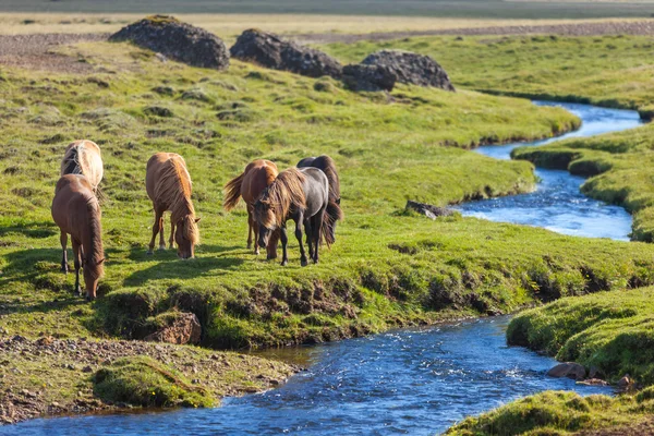 Chevaux dans un champ vert — Photo