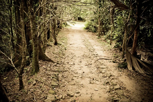 Gizem yolu ormana atmak — Stok fotoğraf