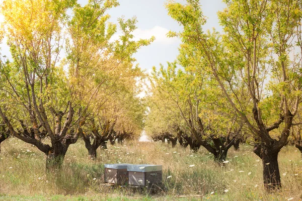 Jardín de árboles frutales — Foto de Stock