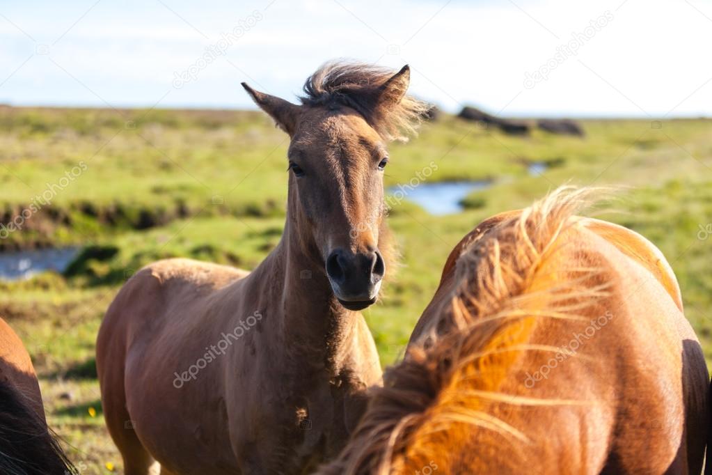 Horses in a green field