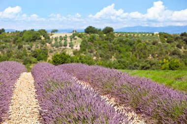 Yaz lavanta alanında Provence, Fransa