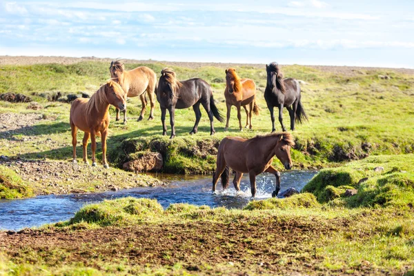 Chevaux dans un champ vert — Photo