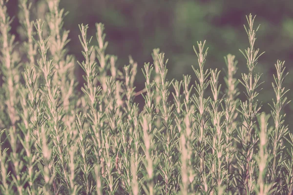 Erba di rosmarino crescente — Foto Stock