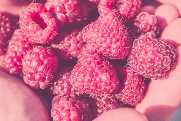 Hands holding raspberries — Stock Photo, Image