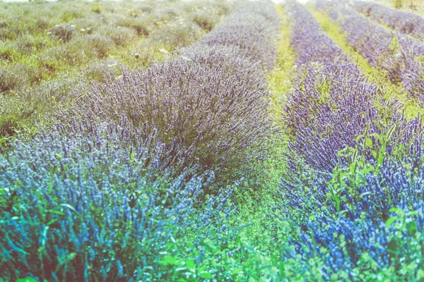 Sommar lavendel fält i Provence, Frankrike. Skjuten med en selektiv inriktning — Stock fotografie