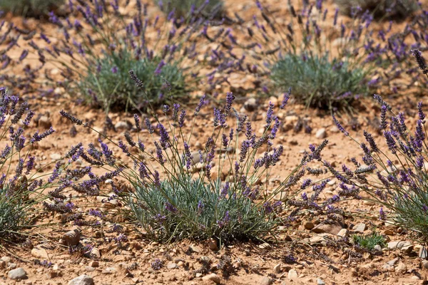 Campo de lavanda de verão em Provence, França — Fotografia de Stock