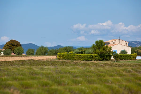 Casa rural en un campo de lavanda cosechado —  Fotos de Stock