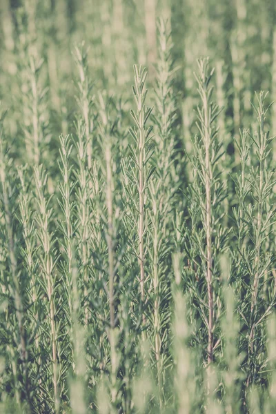 Erba fresca di rosmarino che cresce — Foto Stock