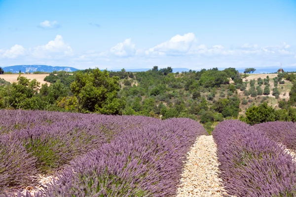 Campo de lavanda de verão em Provence, França — Fotografia de Stock