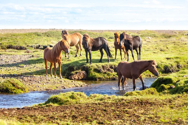 Chevaux dans un domaine de l'Islande — Photo