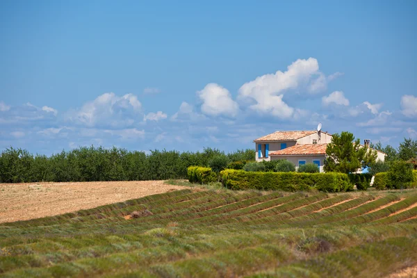 Casa em campo de lavanda colhida — Fotografia de Stock