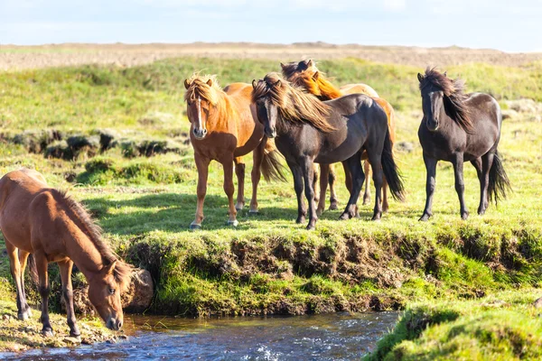 Paarden in een groen veld — Stockfoto