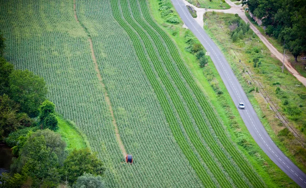 Green cultivated field, top view