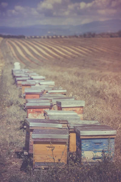 Colmenas en el campo de lavanda — Foto de Stock