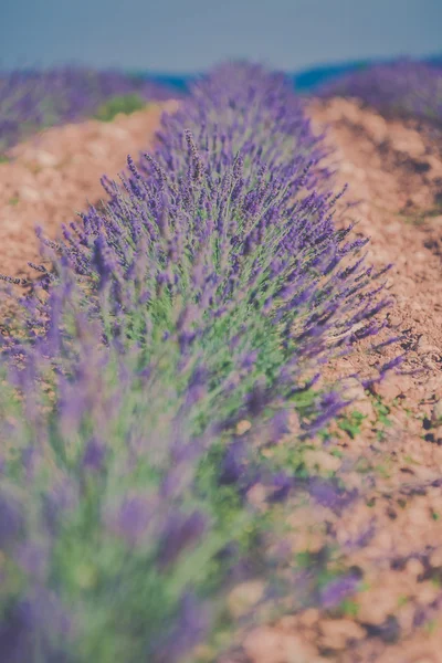 Campo de lavanda de verão em Provence, França — Fotografia de Stock