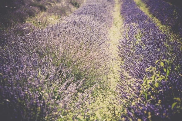 Sommar lavendel fält i Provence, Frankrike. Skjuten med en selektiv inriktning — Stock fotografie