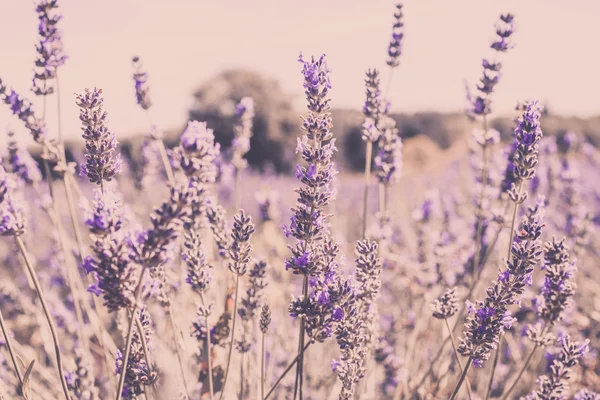Close Up of Lavender field — Stock Photo, Image