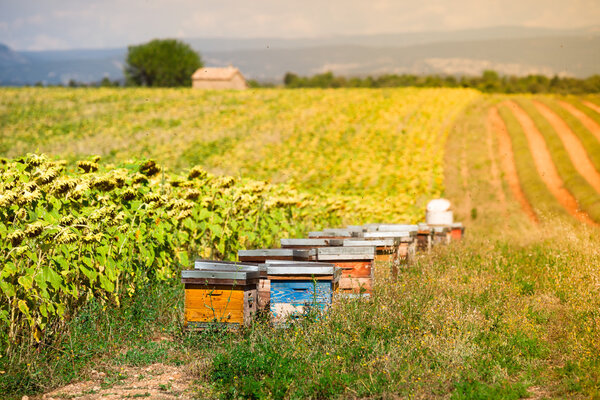 Beehives on the sunflower field