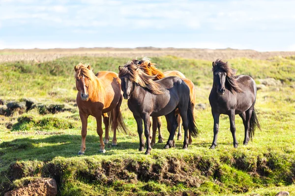 Horses in a field of Iceland — Stock Photo, Image