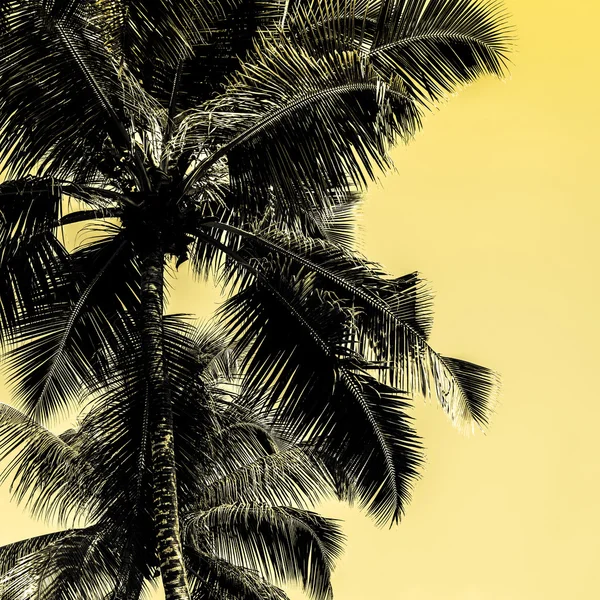 Hauts palmiers sur une plage tropicale — Photo