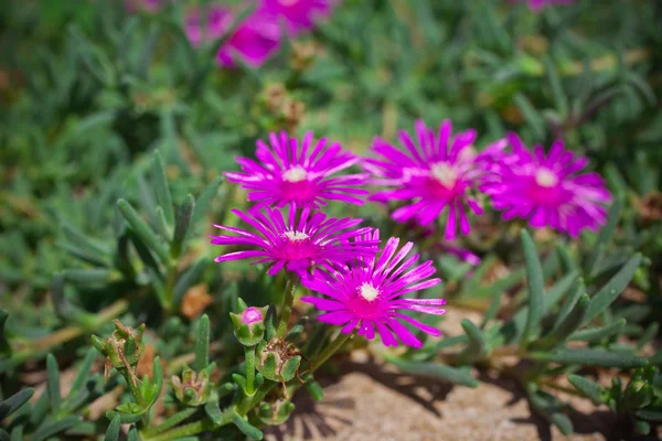 Lampranthus (얼음 공장) 꽃 — 스톡 사진