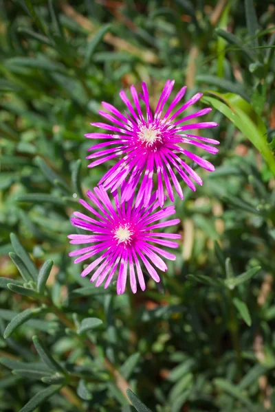 Květiny Lampranthus (Ice Plant) — Stock fotografie