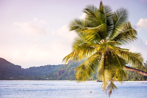 Tropical beach at Mahe Stock Photo