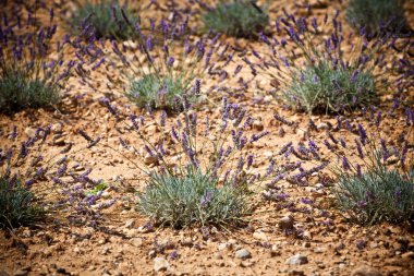 Yaz lavanta alan