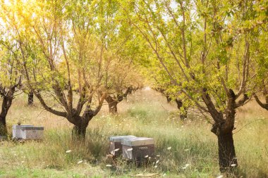 Meyve ağacı bahçede arı kovanı