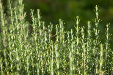 Taze biberiye bitki büyüyen