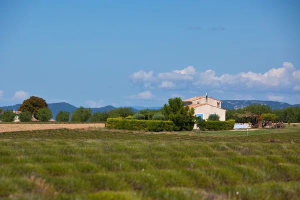 Casa rural en un campo de lavanda cosechado —  Fotos de Stock