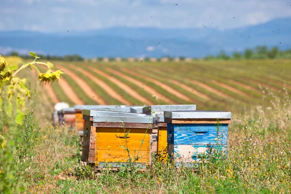 Colmeias no campo de girassol em Provence, França — Fotografia de Stock