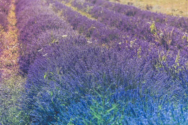 Campo de lavanda de verão em Provence, França — Fotografia de Stock