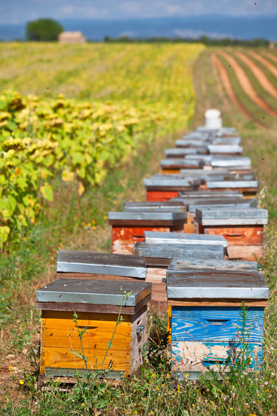 Beehives on the sunflower field in Provence, France