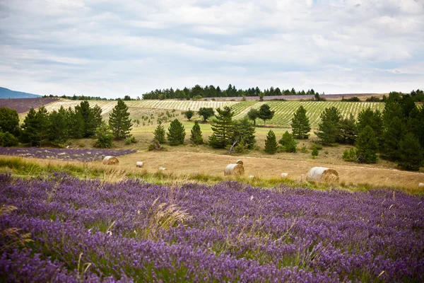 Lavender field and Straw — Stock Photo, Image