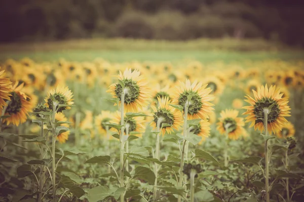 Campo de girassóis no campo . — Fotografia de Stock